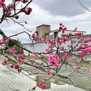 2023 羅莊櫻花
