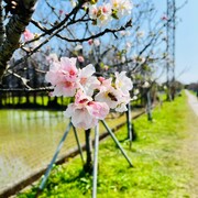 2023 羅莊櫻花