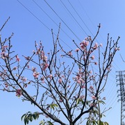 2023 羅莊櫻花