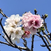 2023 羅莊櫻花