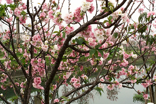 春季限定 - 櫻花步道